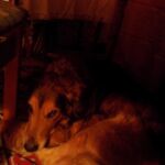 Hund in geheimnisvoller Umgebung