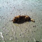Nun muß ich mich aber mal kurz ausruhen, das ist ja riesengroß, der Naturpark Wattenmeer – hier: Wattenmeer Nordfriesland.