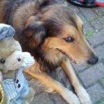 Nein, ich bin nicht eifersüchtig auf den Teddy. Aber vorsichtshalber schaue ich mein Herrchen fragend an. Ich kann ja nichts dafür, dass ich so sensibel bin. Das habe ich von meiner Mutter, einer Collie-Hündin.