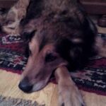 Relaxender Hund