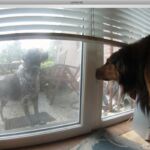 Der Hund vom Bauern nebenan. Der Bauer meinte, der frißt sich schon durch(s Dorf). So war es dann auch. Ich hab Futter für zwei Hunde gekauft.